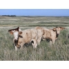 Image 1 : Logan Brothers (Rod, Barry & Bruce) - 700# October Delivery Steer Calves - 80 Head (Oyen, AB)