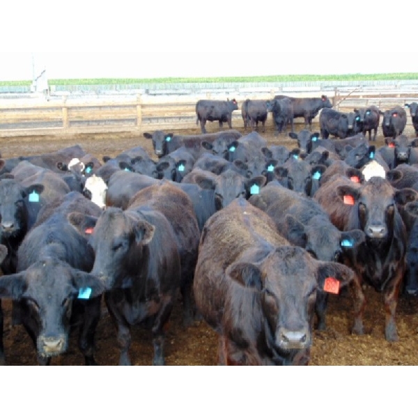 PSV Farms Ltd. - 930# August Yearling Heifers - 125 Head (Enchant, AB)