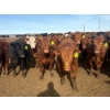 Image 3 : Van Hall Cattle Co. - 930# April/May Delivery Steers - 120 Head (Scandia, AB)
