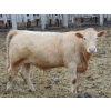 Image 5 : Rob Mossey - 915# May Delivery Steers - 30 Head (Vauxhall, AB)