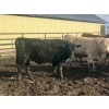 Image 13 : Hawk Ranching - 990# April Delivery Steers - 174 Head (Nanton, AB)