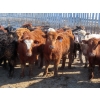 Image 2 : Little Rainbow Ranch - 775# March Delivery Steers - 156 Head (Moosomin, SK)