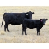 Image 4 : L & J Ranch - 585# Oct/Nov Heifer Calves - 54 Head (Harptree, SK)