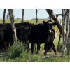 Image 9 : Wolverine Cattle Co. - 925# September Delivery Grass Heifers - 200 Head (Guernsey, SK)
