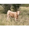 Image 8 : Lindy Greig  - 550# Sept/Oct Delivery Steer Calves - 37 Head (Nanton, AB)
