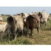 Image 8 : Malarky Farms - 12 Char/Char X Cow/Calf Pairs (Newdale, MB)