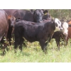 Image 9 : Bar T Livestock - 535# October Delivery Steer Calves - 115 Head (Earl Grey, SK)