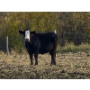Image 4 : Burnt Out Creek Ranch - 50 Black/BBF Simm/Angus X May/June Calving Bred Heifers (Crooked River, SK)