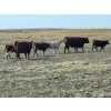 Image 6 : FA7 Ranch - 600# Steer Calves - 100 Head (Piapot, SK)