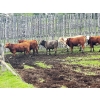 Image 2 : Larnie's Bar 3K Ranch - 790# July Delivery Bulls - 68 Head (Onoway, AB)
