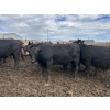 Image 2 : Birch Island Land & Cattle - 950# June/July Delivery Heifers - 63 Head (Rhein, SK)