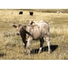 Image 11 : Douglass Cattle Co. - 540# Heifer Calves - 95 Head (Finnegan, AB)