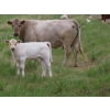 Image 7 : 6 S Feeders Inc. - 580# November Delivery Weaned Steers - 105 Head (Moosomin, SK)