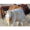 Image 3 : Ugly Head Feeders - 675# November Steer Calves - 75 Head (Killam, AB)