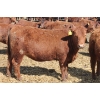 Image 5 : A&S Farms - 30 Red Replacement Heifers (Coaldale, AB)