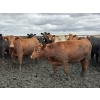 Image 8 : Cromer Cattle Company Inc. - 1000# September Delivery Heifers - 30 Head (Cromer, MB)