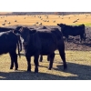Image 9 : Terry Hines Livestock - 40 Black/BBF Angus X March/April Calving Bred Heifers (Marwayne, AB)