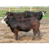 Image 8 : Little Rainbow Ranch - 1070# July/August Delivery Steers - 60 Head (Moosomin, SK)