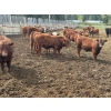 Image 3 : CL Ranches Ltd. - 975# June Delivery Bulls - 23 Head (Cochrane, AB)