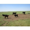 Image 13 : Circus Coulee Cattle - 550# November Delivery Steer Calves - 100 Head (Dorothy, AB)