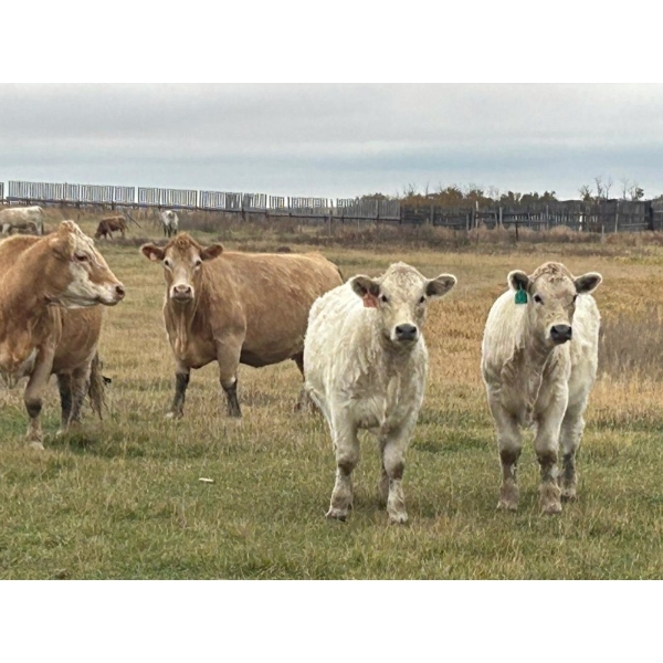 Cole Herold - 600# October Delivery Steer Calves - 65 Head (Montmartre, SK)