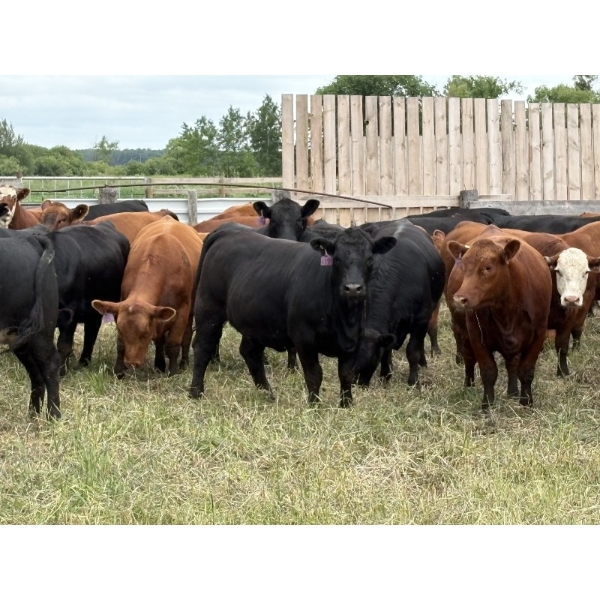 Wynnton Brandt - 950# July Delivery Heifers - 65 Head (Tolstoi, MB)