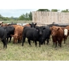 Image 1 : Wynnton Brandt - 950# July Delivery Heifers - 65 Head (Tolstoi, MB)