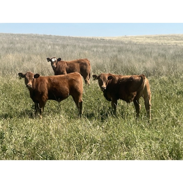 Oasis Ranching - 580# October Delivery Steer Calves - 88 Head (Oyen, AB)
