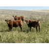 Image 1 : Oasis Ranching - 580# October Delivery Steer Calves - 88 Head (Oyen, AB)