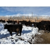 Image 11 : Antelope Butte Ranch - 744# March Delivery Steers - 82 Head (Lundbreck, AB) VBP+