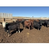 Image 6 : Two River Ranch - 900# October Delivery Heifers - 140 Head (Monarch, AB)