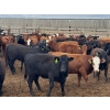 Image 3 : Driland Feeders - 790# May Delivery Heifers - 80 Head (Burdett, AB)
