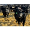 Image 2 : Fox Cattle Co. - 6 Bred Heifers (Pen 431)