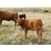 Image 6 : Colter Malloy - 525# November Delivery Heifer Calves - 100 Head (Pollockville, AB)