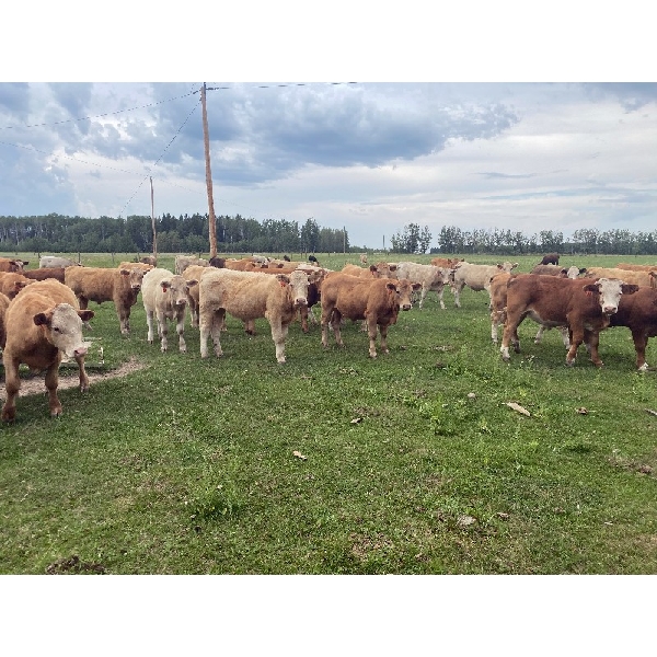Avos Farms - 970# September Grass Steers - 124 Head (MacKay, AB)