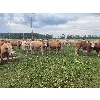 Image 1 : Avos Farms - 970# September Grass Steers - 124 Head (MacKay, AB)