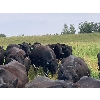 Image 7 : Red Spring Ranch - 46 Angus X Cows (Okla, SK) *selling actual pay weight*