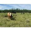 Image 4 : Lazy Q Ranch & Fourth Creek Cattle Co. - 520# November Delivery Steer Calves - 110 Head 