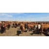 Image 3 : Cattlewood Farms Ltd. - 740# June Delivery Heifers - 200 Head (Fincastle, AB)
