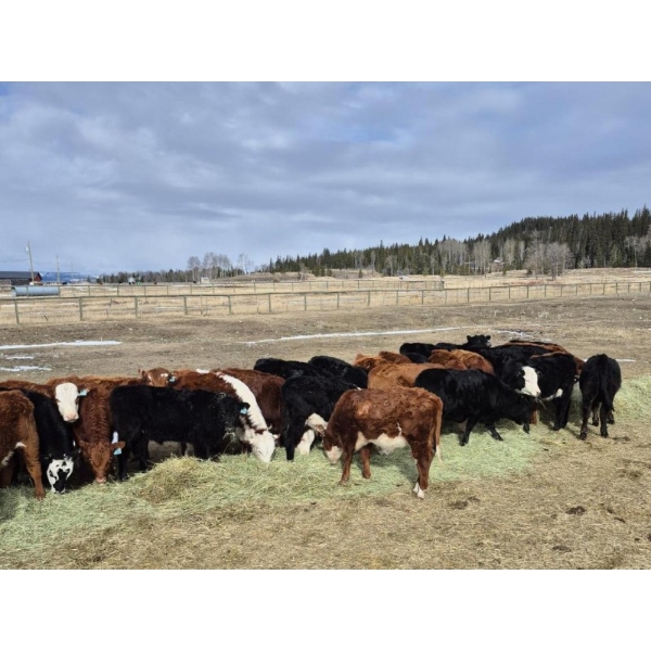 Mullin Ranch - 960# October Delivery Grass Steers - 60 Head (Logan Lake, BC)