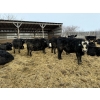 Image 6 : Kristjanson Farms - 790# February Delivery Steers - 35 Head (Foam Lake, SK)