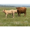 Image 11 : John Bland - 640# October Delivery Steer Calves - 60 Head (Strathmore, AB)