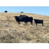 Image 2 : Ranch 71 Ltd. (Mark & Deb Osadczuk) - 14 Red/BWF Heifers 142 Red & Black Cows *HERD REDUCTION*