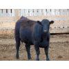 Image 2 : Habraken Farms Ltd. - 1000# May Delivery Heifers - 30 Head (Scandia, AB)