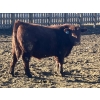 Image 8 : Hawk Ranching - 960# February Delivery Steers - 65 Head (Nanton, AB)