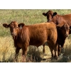 Image 2 : City View Farms Ltd. - 725# October Delivery Steer Calves - 81 Head (Moose Jaw, SK) VBP+