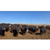 Image 10 : Cattlewood Farms Ltd. - 830# April Delivery Heifers - 70 Head (Vauxhall, AB)