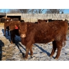 Image 7 : Sunrise Cattle Co. - 770# March Delivery Heifers - 73 Head (Steinbach, MB)