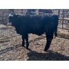 Image 11 : Wade Fewings - 880# March/April Delivery Steers - 68 Head (Pierson, MB) VBP+