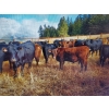 Image 4 : Wayhome Ranch - 610# November Delivery Steer Calves - 180 Head (Kamloops, BC)
